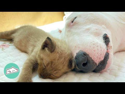 Woman Finds Abandoned Kittens. Bull Terrier Falls In Love With Them #Video