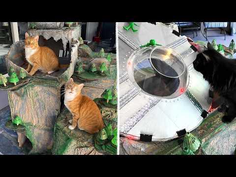We Built a Meowntain for Our Cats! #Video