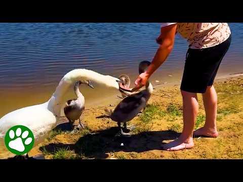 Mama swan thanks her rescuers #Video