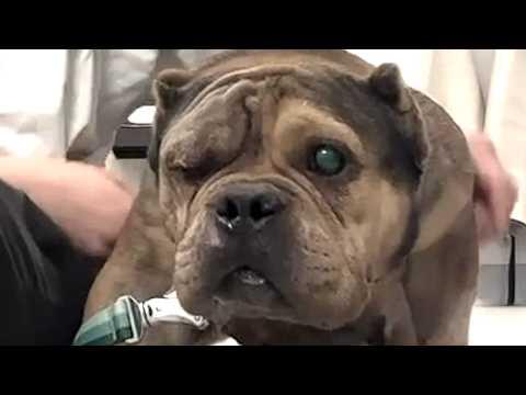 One-eyed dog was scared of me. I adopted her. #Video
