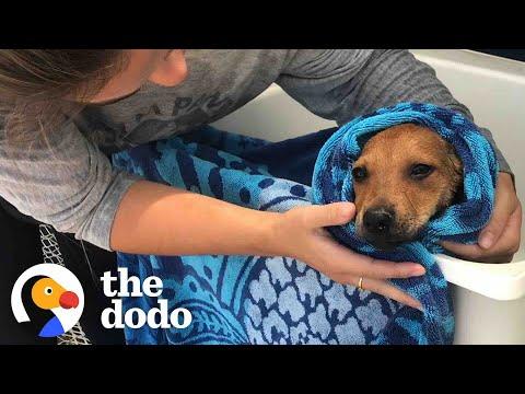 Woman Saves Hundreds Of Island Dogs Every Single Day #Video