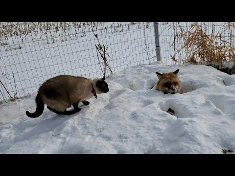 Finnegan Fox hides in his snow fort #Video