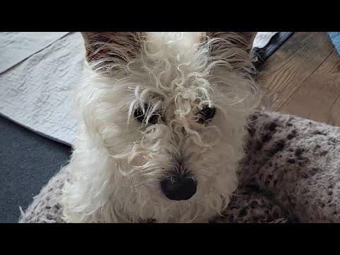 Dog was scared of me. So I took him home. #Video