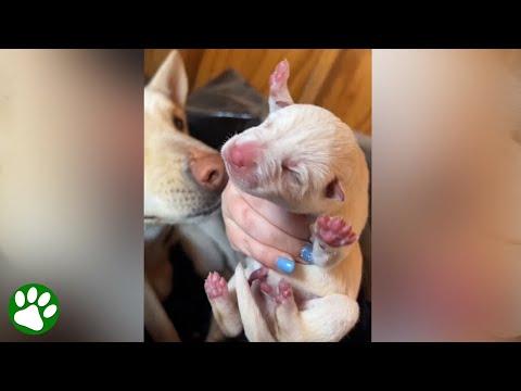 Backyard breeders abandon pregnant dog #Video