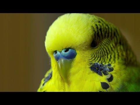 Meet Disco The Incredible Talking Budgie