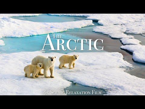The Arctic 4K - Scenic Wildlife Film With Calming Music #Video