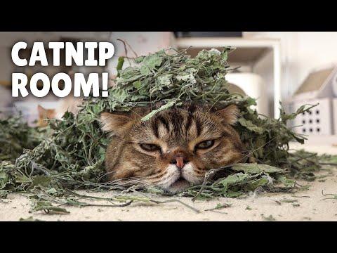 Catnip Room of Danger! | Kittisaurus #Video