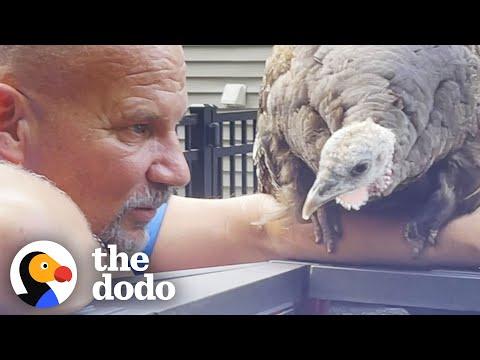 Wild Turkey Adopts Human Family So They Build Her A Home! #Video