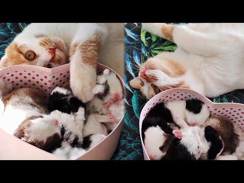 Cat Bonding With Newborn Baby Bunnies