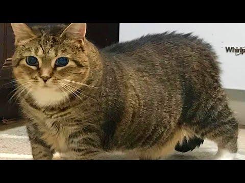 No one wanted this blind obese cat. So I adopted her. #Video