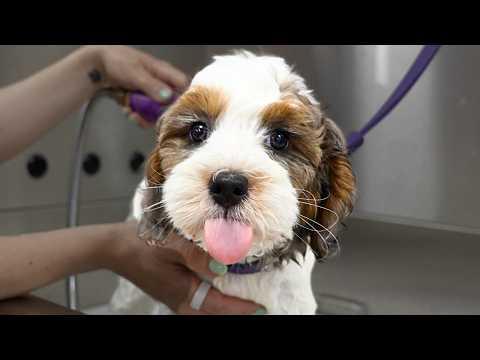 This Puppy Was WAY Too Cute To Groom #Video