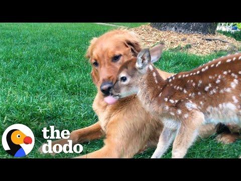 Wild Deer And Dog Have Been Besties For 11 Years #Video