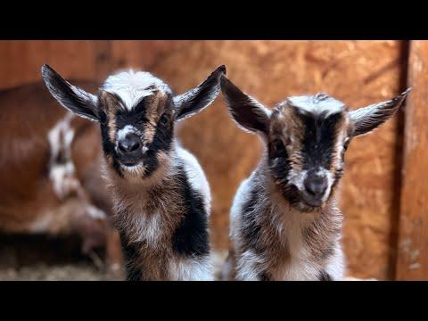 Rhubarb’s babies arrive! #Video
