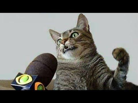 When Your Cats Speak English Like a Pro, Better Than Humans! #Video