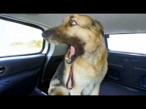 Overdramatic Dogs Who Deserve An Oscar #Video