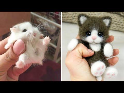 AWW SO CUTE! Cutest baby animals Videos Compilation Cute moment of the Animals - Cutest Animals #20