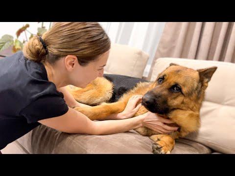 Funny German Shepherd Reacts to Cuddles and Kisses [Cuteness Overload] #Video