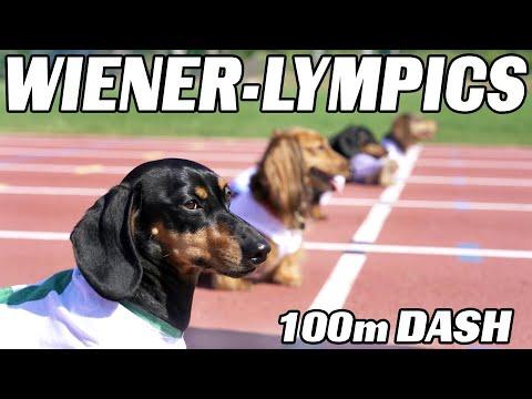 The 100m Dachshund Dash! - Wiener Dog Race!