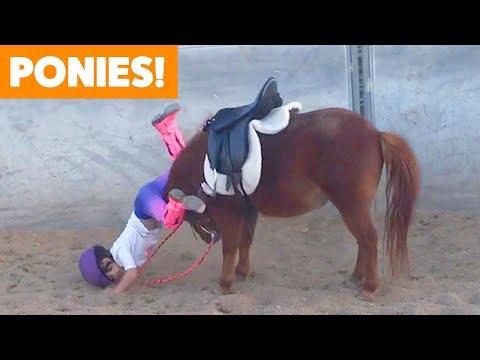 Funniest and Cutest Ponies | Funny Pet Videos
