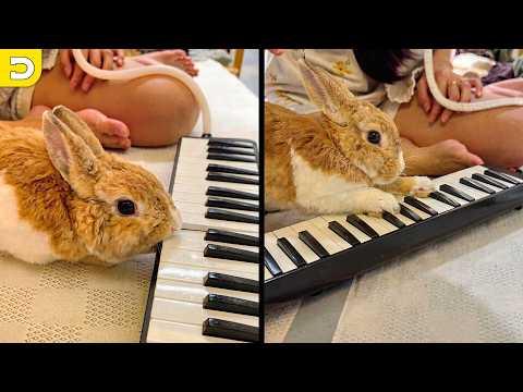Bunny Plays The Piano | YOUR Daily Dose of Pets #Video