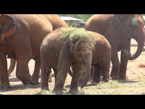 Baby Elephant Figure Out How To Manage With Grass - ElephantNews #Video