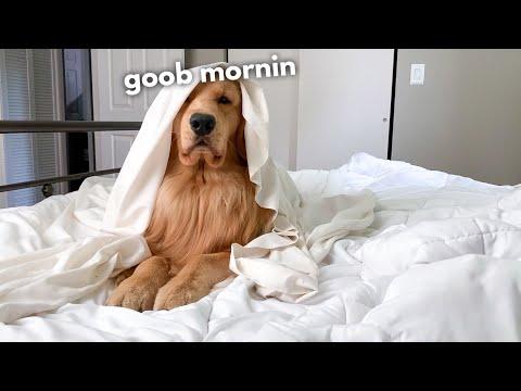 This Is What My Dog Does Every Morning #Video