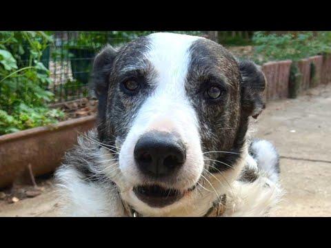 Blind dog was dumped for being 'useless' #Video