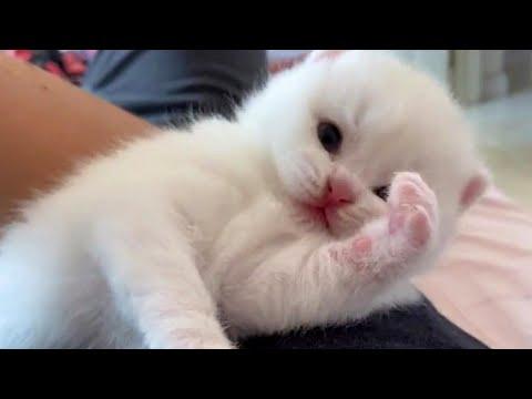 Fluffy Snowball Baby Cat Video