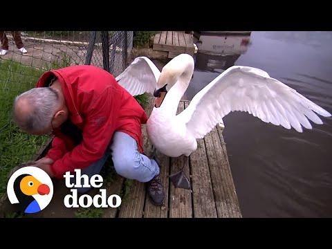 Swan Dad Won't Let This Guy Rescue His Baby #Video