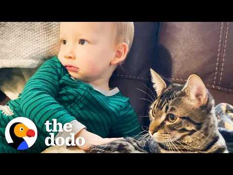 Toddler Brings His Very Own Kitten Home From The Shelter #Video