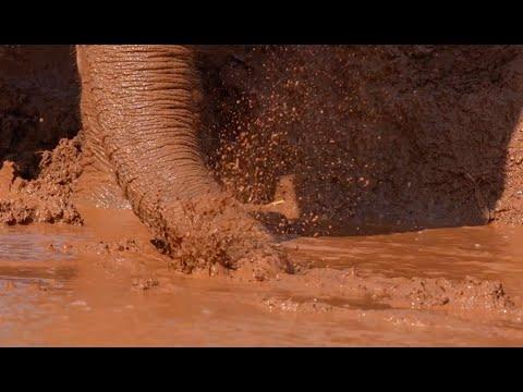 Cooling Off: Rescued Elephants Enjoying a Mud Bath - ElephantNews #Video