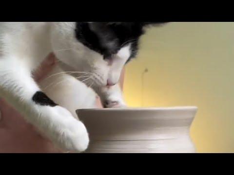 Rescue cat has unusual hobby #Video