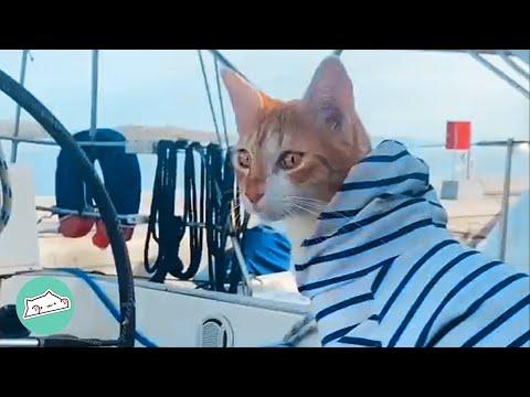Stray Cat Walked on Boat and Now Lives at Sea #video