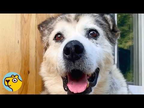 Old Husky Can’t Stop Smiling And Dancing Every Time He Gets Dinner #Video