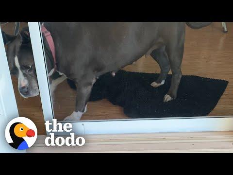 Wiggly Pittie Opens The Door On Her Own | The Dodo Pittie Nation