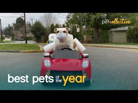 Top 20 Pets Who Think They're Human Video | Best Pets Of The Year 2020