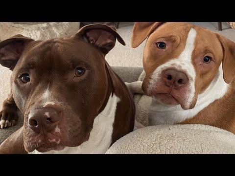 Couple adopts two shelter dogs. And now say they are their two sons. #Video