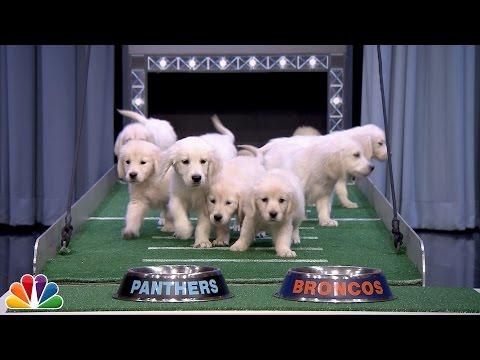 Puppies Predict Super Bowl 50