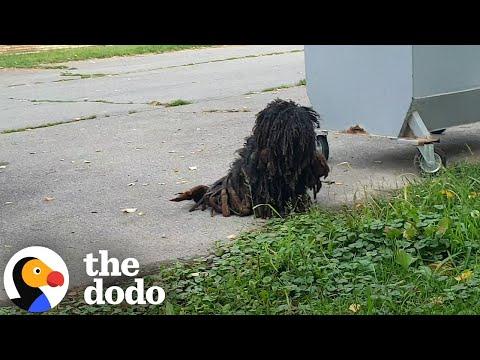 Matted Dog Becomes Unrecognizable After Transformation #Video