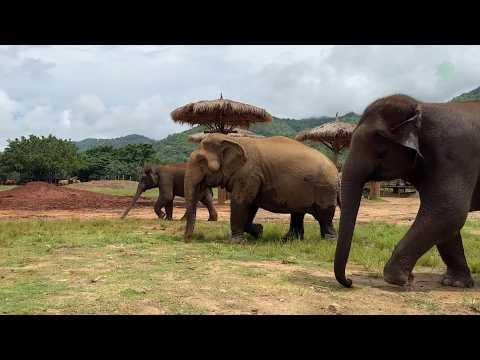 An Elephant Mother’s Love Never Sleeps - ElephantNews #Video