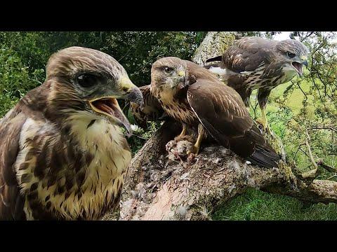 Common Buzzards: From Chicks to First Flights | Full Story | Robert E Fuller #Video