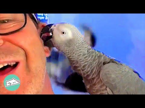 African Grey has Become World's Biggest Troublemaker #Video