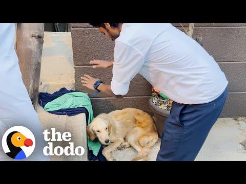 Group Of Friends Skips Class To Save Wounded Golden Retriever #Video