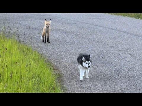 This 135 Pound Dog Found His Best Friend in a Tiny Piglet #Video