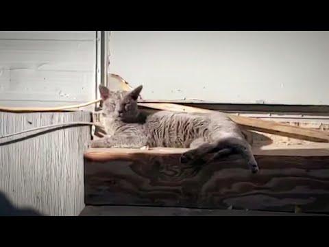 Cat Abandoned When Owners Moved Jumps Into His Rescuer's Arms #Video