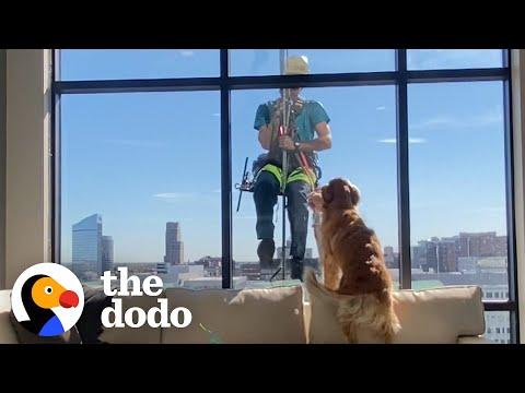 Dog Interrupts Window Cleaner's Shift To Show Him His Favorite Toy #Video