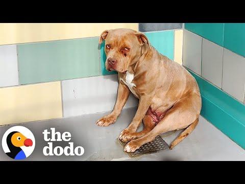 Scared Shelter Pittie Kept Wagging Her Tail #Video