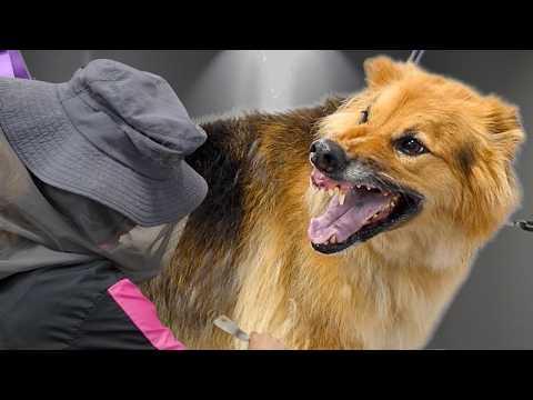 He Tried To Scare Me Out of Grooming Him... #Video