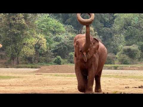 Elephant Kham Moon & the Simple Joy of Play - ElephantNews #Video
