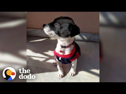Stray Puppy Flies Across The World To Her New Family #Video